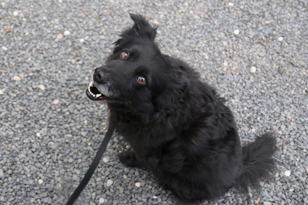 Lilah sitting next to me, looking at me. Good dog!