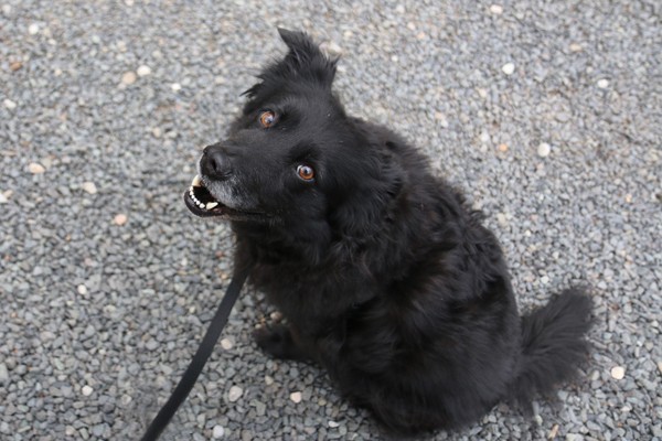 Lilah sitting next to me, looking at me. Good dog! 