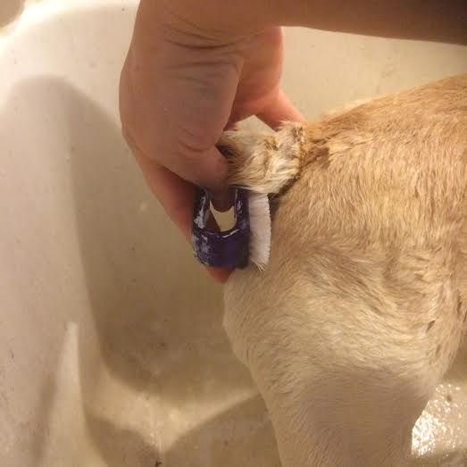 Louie bath tail