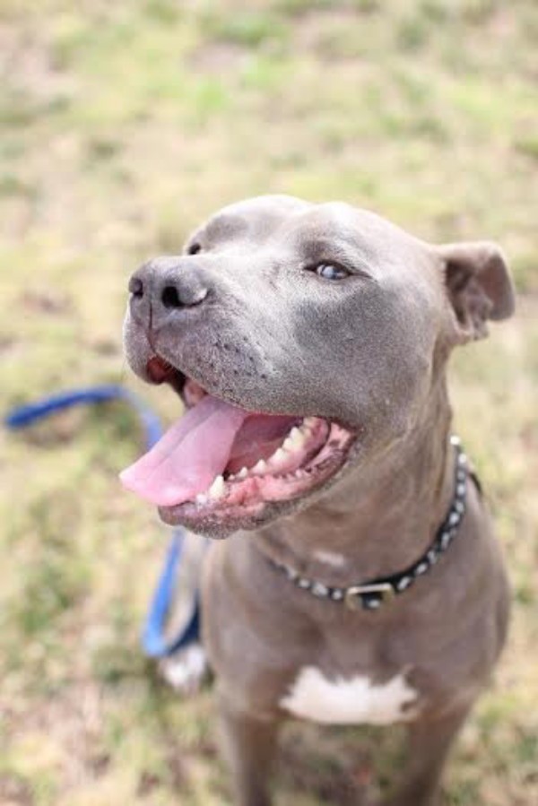 The once emaciated dog eventually regained his confidence and his smile. (All photos courtesy Lynda Joyce, Bill Foundation)