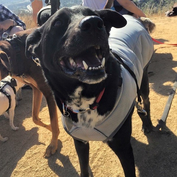 Happy Riggins in his cooling vest. (Photo by Wendy Newell)