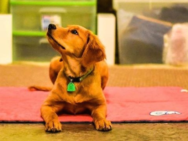 Yes, you can train your puppy yourself! (Photo by Tica Clarke Photography)