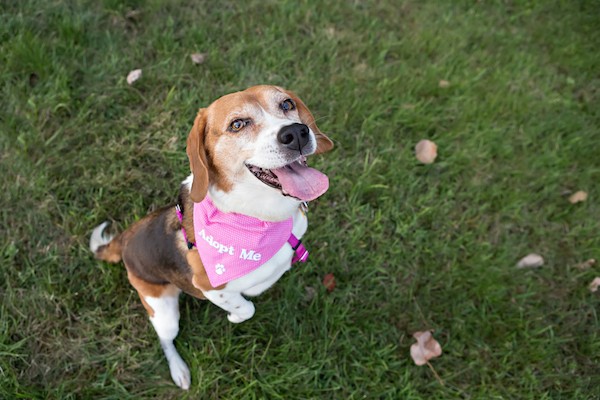 Adoptable dog by Shutterstock.