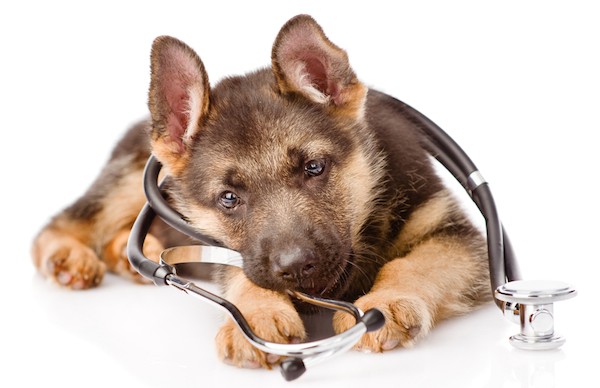 German Shepherd puppy by Shutterstock.