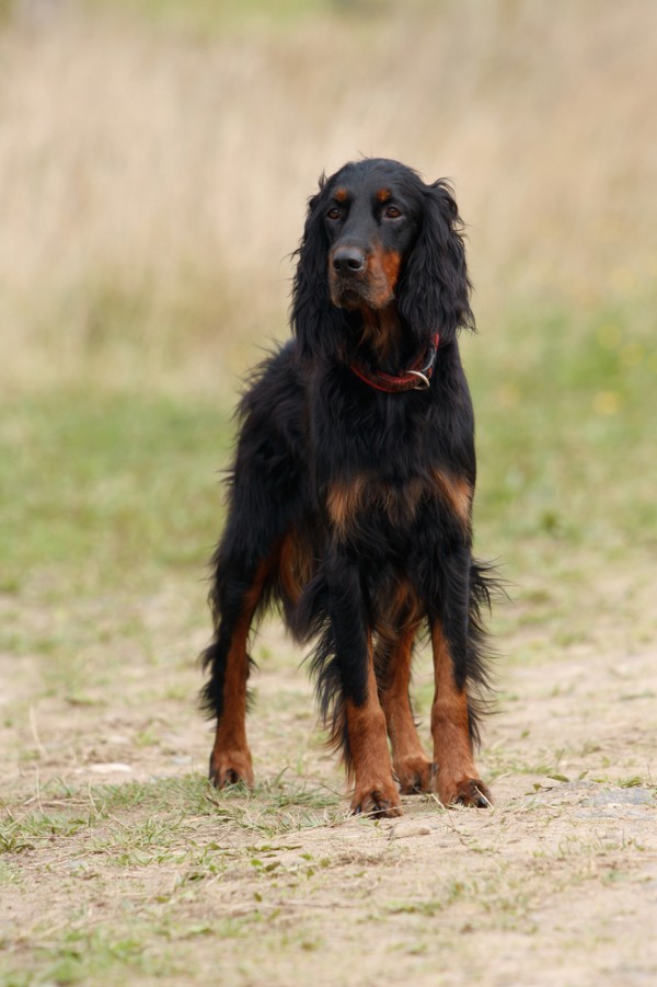 Get to Know the Gordon Setter: The Hunter of the Scottish ...