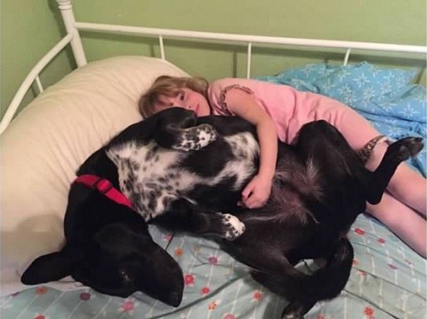 Riggins shows his human cousin how to get maximum cooling while taking a nap. (Photo by Wendy Newell)