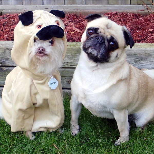 why do dogs turn their heads why do dogs tilt their heads why do dogs turn their heads why do dogs tilt their heads