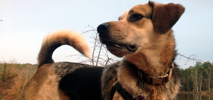 why do puppies their tails why do dogs wag their tails why do puppies their tails why do dogs wag their tails