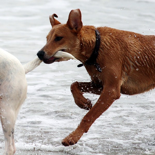 why do dogs wag their tails