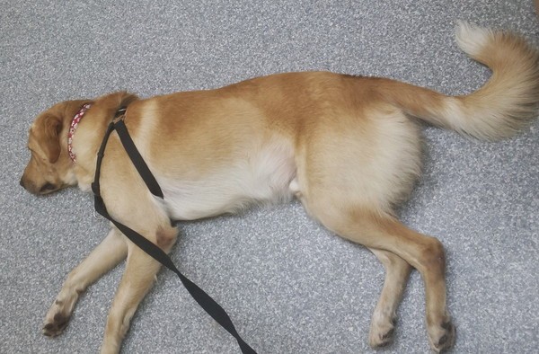 GhostBuster resting on the floor at one of his first vet visits back in July 2014.