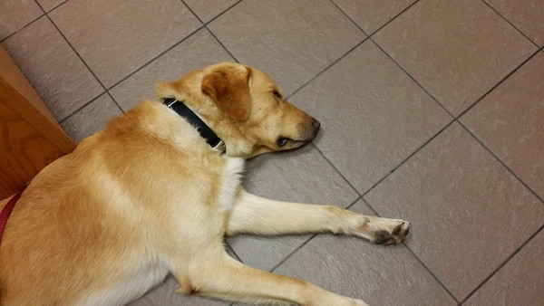 GhostBuster has been to a lot of vets. In this picture he's at an emergency clinic after eating cat litter.