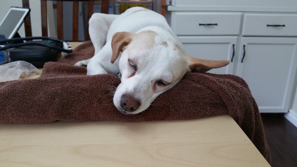 Marshmallow was sedated and had her tear ducts flushed in the comfort of home last summer.