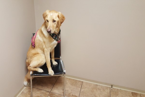 GhostBuster waiting for the vet at the clinic that doesn't do email.
