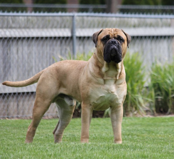 Bullmastiff courtesy Elizabeth Falk