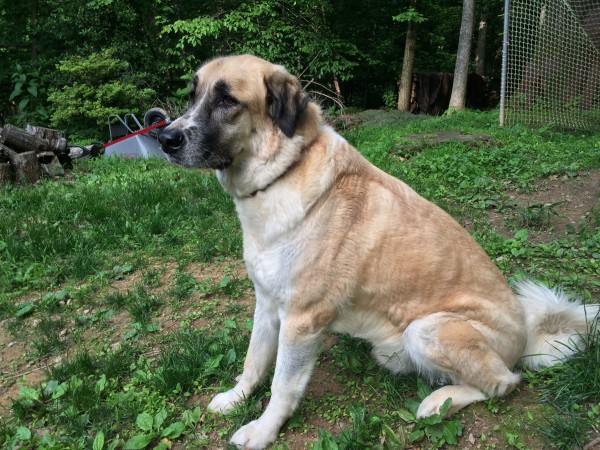 Anatolian Shepherd, courtesy Rachel Ebbesen