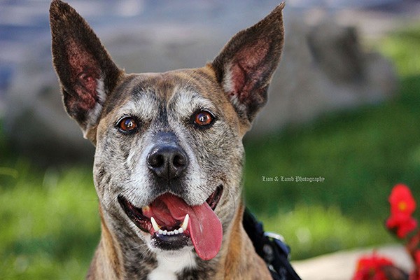 Baby Girl is a sweet and sassy 5-year-old Pit Bull mix who enjoys belly rubs, going for walks, and especially people! She would love a forever home that would allow her a spot on the couch and plenty of cuddle time. She’s located at SPCA of Luzerne County in Pennsylvania. (Photo courtesy Brina Platt)
