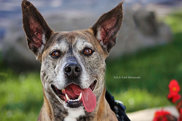 Baby Girl is a sweet and sassy 5-year-old Pit Bull mix who enjoys belly rubs, going for walks, and especially people! She would love a forever home that would allow her a spot on the couch and plenty of cuddle time. She’s located at SPCA of Luzerne County in Pennsylvania. (Photo courtesy Brina Platt) 