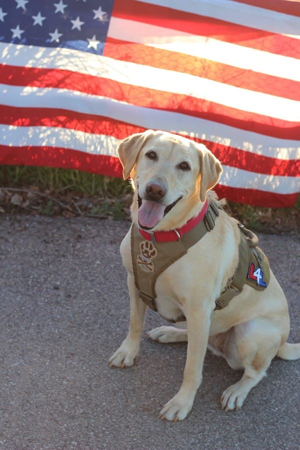 Belle is happy to celebrate Independence Day with her family. (All photos courtesy Sam and Jessica Wettstein)