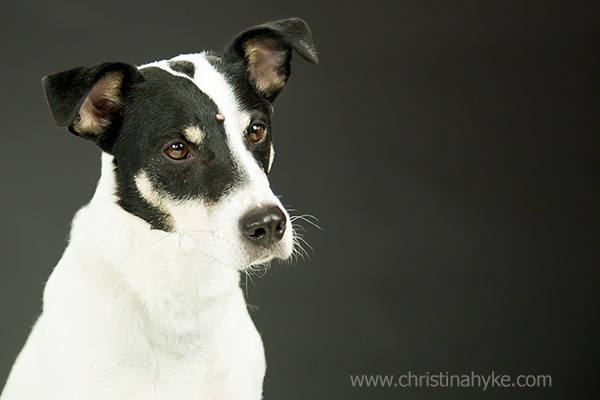Bert is a sweet, intelligent and uber-friendly 5-year-old terrier mix who is seeking a loving family that will be committed to him for life. Calm, quiet and affectionate, he doesn’t understand why he’s been at the shelter for so long – after all, he’s a catch! Won’t you make this handsome little guy your new partner in crime? Adopt him today at the Humane Society of Jefferson County in Wisconsin. (Photo courtesy Christina Hyke)