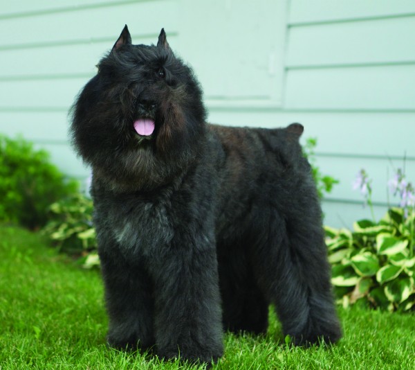 Bouvier de Flanders courtesy Sandi Lyon