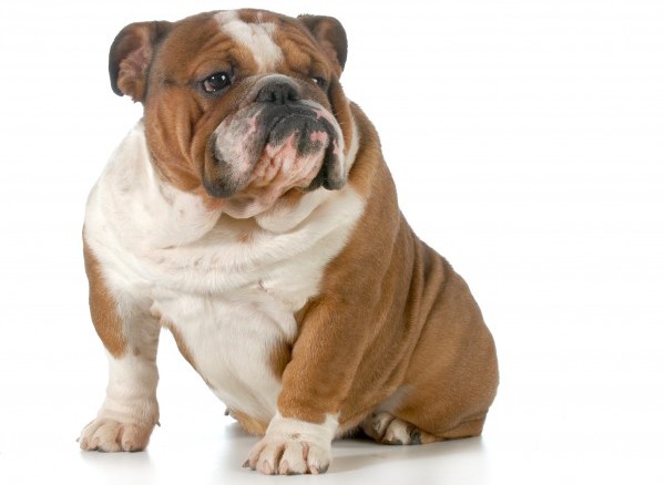 Bulldog courtesy Shutterstock