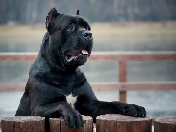 Cane Corso courtesy Shutterstock