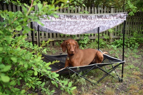 Finley likes to relax in the elevated pet bed while keeping on eye on the yard for squirrels.