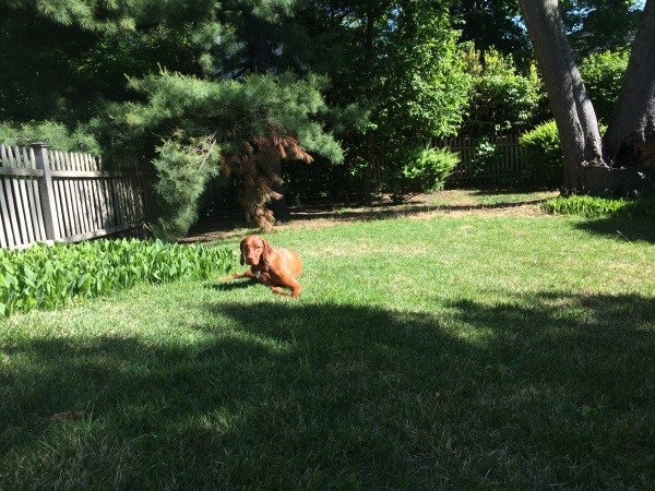 Finley likes lounging outside, but too much sunlight can easily overheat her.