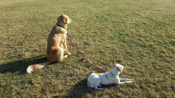 Our doggy daisy chain: GhostBuster is a good trainer. He lends Marshy confidence.