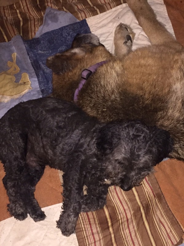 Richard Parker and 14 year old German Shepherd, Jutta. 