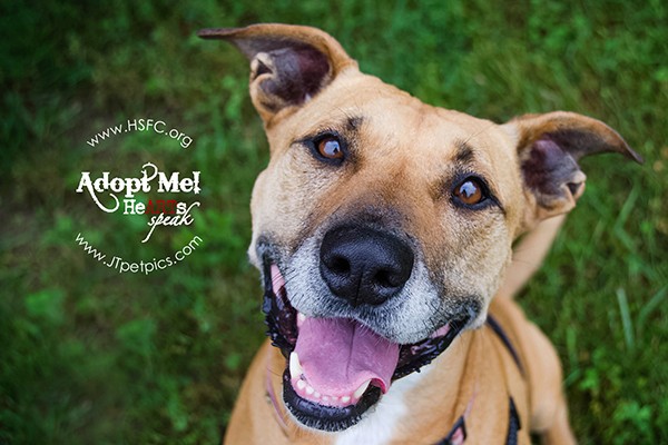 Will you get a load of that smile? Meet Jasmine, a 6-year-old American Staffordshire Terrier mix who can’t wait to find a loving home of her very own. She dreams of an active family that will take her on fun outings, hikes, and runs, then let her curl up on the couch for some evening cuddle time. She’s been waiting patiently for over two and a half years at Humane Society of Fairfax County in Virginia. (Photo courtesy Jeanne Taylor) 