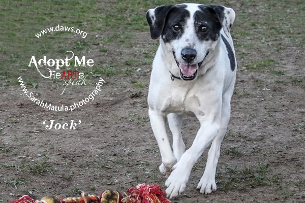 Jock is a sweet, playful, and very handsome 5-year-old American Bulldog mix who loves treats, toys, and butt rubs. He would love an active family that would take him on hikes and fun adventures, as well as let him be the center of their world. He’s waiting to meet you at Danbury Animal Welfare Society in Connecticut. (Photo courtesy Sarah Matula) 