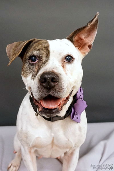 Introducing Lilly, a 3-year-old American Bulldog mix who loves meeting new people, going for car rides, and destroying squeaky toys. Shelter staff describe her as a “rock star” who will make an amazing addition to one very lucky family! Meet her today at Jacksonville Animal Care and Protective Services in Florida. (Photo courtesy Shannon Carvell) 