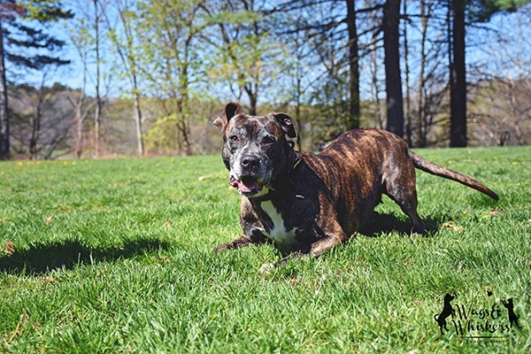 If Mara had her own Match.com profile, it would read: Young single brindle female loves long runs on the beach, hikes, strolls in the park, car rides, treats and belly rubs. Infectious smile, happy spirit, thoughtful, dedicated, energetic, attentive, and loving. Seeking a monogamous relationship with people only. This adorable 6-year-old Pit Bull and Labrador mix is waiting anxiously for your response at PAWS New England.