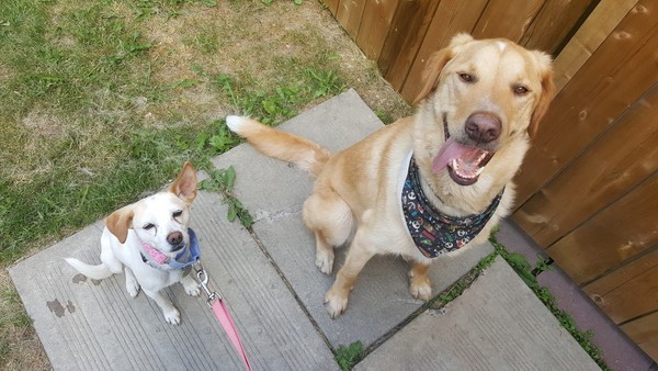 Marshmallow does better clipped to me, but GhostBuster can go free.