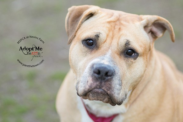 This happy-go-lucky bully mix is Nika! This irresistible 5-year-old’s favorite things are lounging, catching hot dogs, and giving sloppy kisses. She would do best as the only pet in a home that will let her spend plenty of time on the couch and give her lots of love. She’s waiting for you at MSPCA at Nevins Farm in Massachusetts. (Photo courtesy Darlene Woodward)