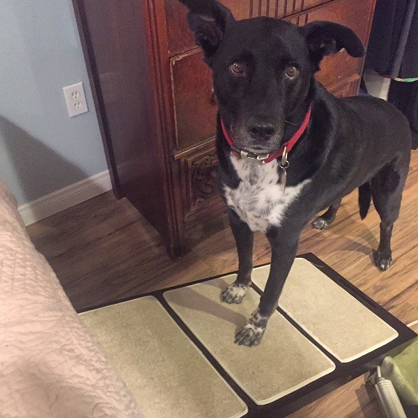 "My front paws are on it! Give me my treat!." (Photo by Wendy Newell)