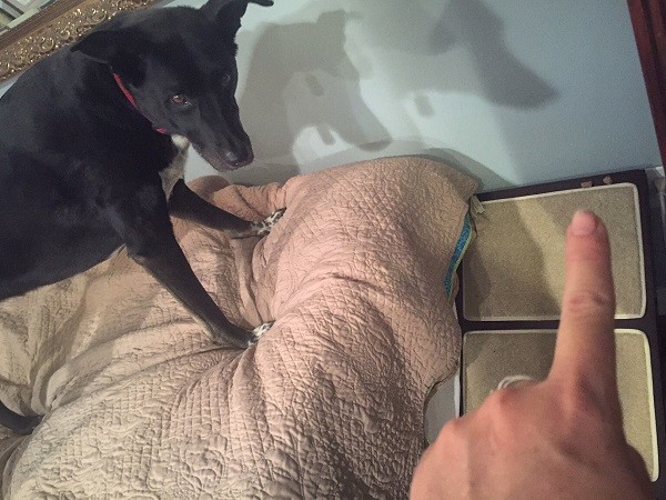 "Nope!" Riggins response to coming down off the bed using the ramp. (Photo by Wendy Newell)