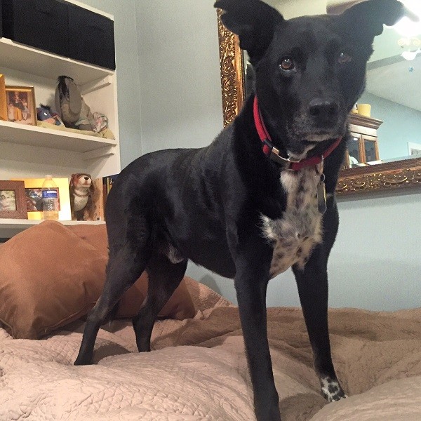 Riggins, king of the human bed! (Photo by Wendy Newell)