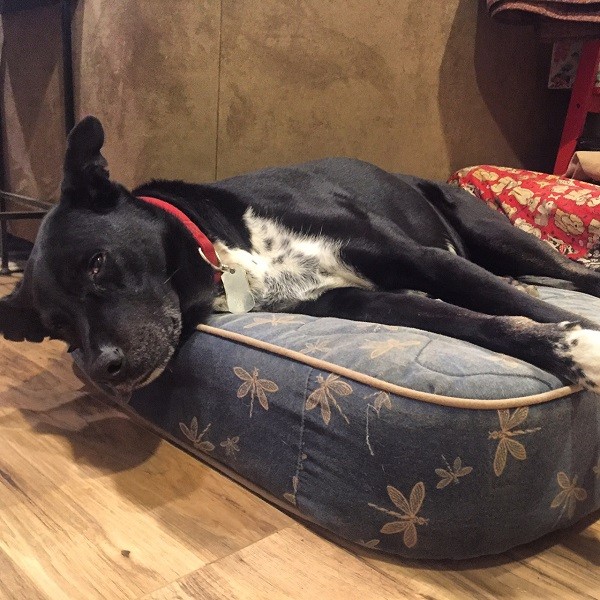 Riggins happily lounging in his bed, (Photo by Wendy Newell)