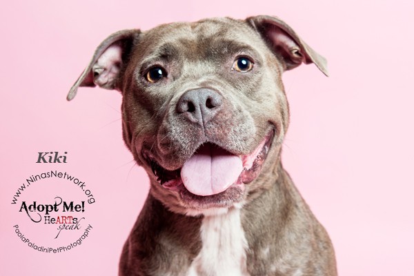 Who wouldn’t want to kiss that adorable, fat face? Kiki is a very playful, loyal and affectionate 3-year-old bully mix who actually curls her lip up in a cute “smile” when she’s excited to see you. Super smart and eager to please, she knows lots of obedience commands and can’t wait to learn new tricks. Check her out at Nina’s Network in Florida. (Photo courtesy Paola Paladini)
