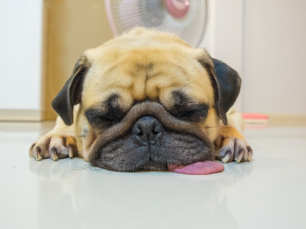 Pug courtesy Shutterstock