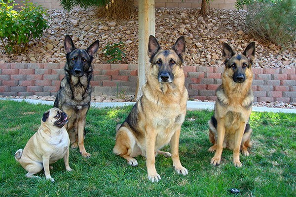 Five-year-old Gizzy and his pack (from left to right), Heidi, Hugo and Chloe Bear. As this photo clearly illustrates, he often enjoyed sizing up Hugo for alpha male status.