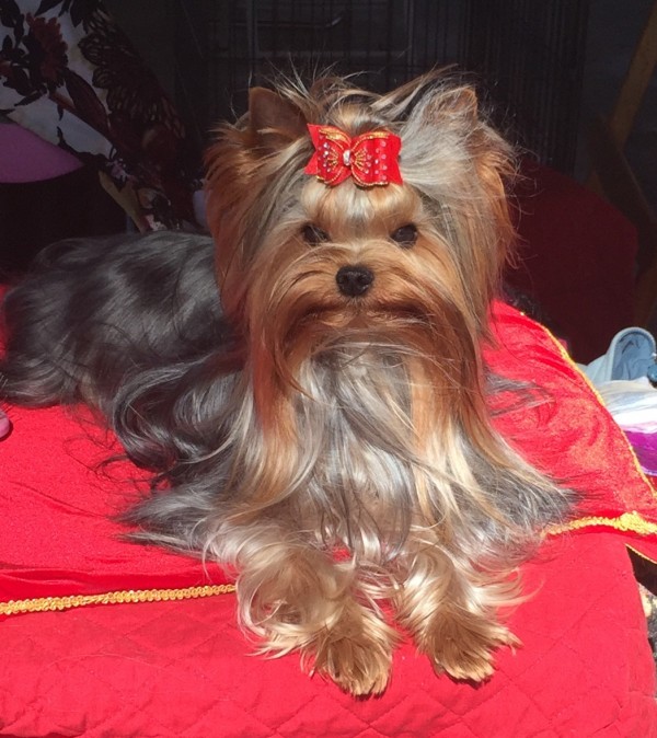 Yorkshire Terrier1 courtesy Mary Ingersoll-Ackerman