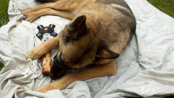 By Kat Merrill One year after Lily's death, Lola enjoys a bone in the summer sun. But her mother's last toy is always nearby.