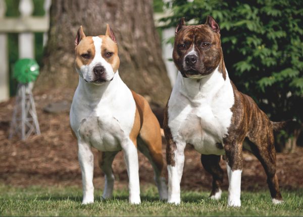 American Staffordshire Terrier photo courtesy Ed and Karen Thomason/Alpine American Staffordshire Terriers. 
