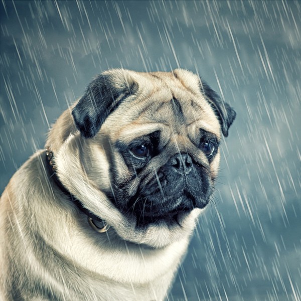 A Bulldog in the rain looking sad and crying. 