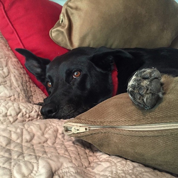 Riggins hanging out on the human bed. (Photo by Wendy Newell)