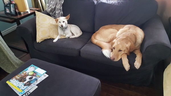 Always a gentleman, GhostBuster lets Marshmallow sit on his new couch. 