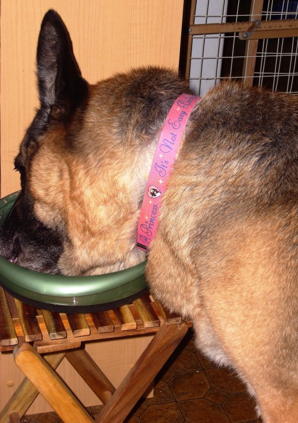 By Kat Merrill Ellie enjoyed her meals, and always ate them in record time. Her collar says, 'It's not easy being a princess.' I tried to treat her like one every day.